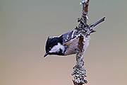 Thumbnail of the category Coal Tit / Periparus ater