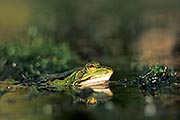 Thumbnail of the category Edible Frog / Rana kl.esculenta