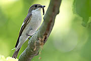 Thumbnail of the category European Pied Flycatcher