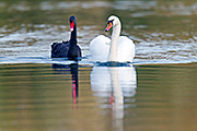 Thumbnail of the category Black Swan / Cygnus atratus