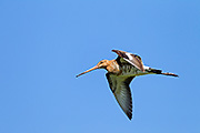 Thumbnail of the category Black-tailed Godwit / Limosa limosa