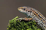 Thumbnail of the category Viviparous Lizard / Common Lizard