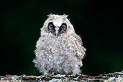 Thumbnail of the category Long-eared Owl / Asio otus