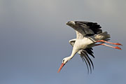 Thumbnail of the category White Stork / Ciconia ciconia