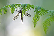 Thumbnail of the category Dipterous Insects