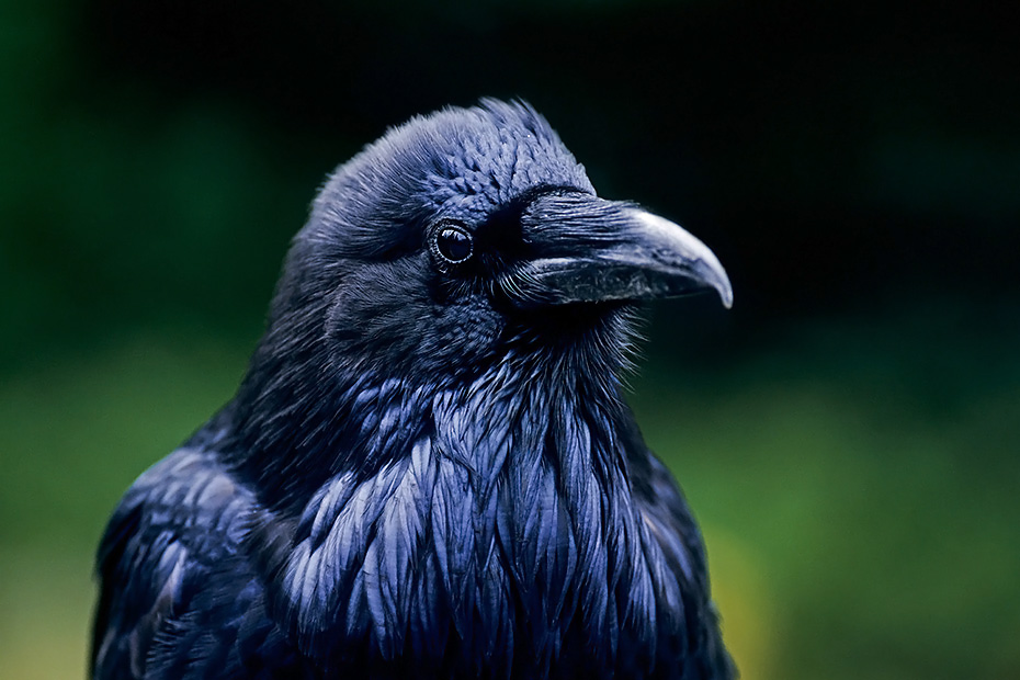 Kolkrabe, das Nest befindet sich meist in hohen Baeumen oder auf Felsklippen  -  (Rabe - Foto Kolkrabe Portraet), Corvus corax, Common Raven, the nest is usually placed in a large tree or on a cliff ledge  -  (Northern Raven - Photo Common Raven portrait)