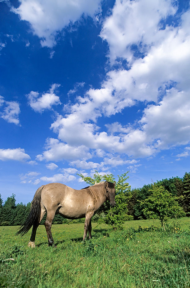 Konik - Stute steht vor blauen Himmel mit Wolken - (Waldtarpan - Rueckzuechtung), Equus ferus caballus - Equus ferus ferus, Heck Horse mare stands in front of blue sky with clouds - (Tarpan - breeding back)