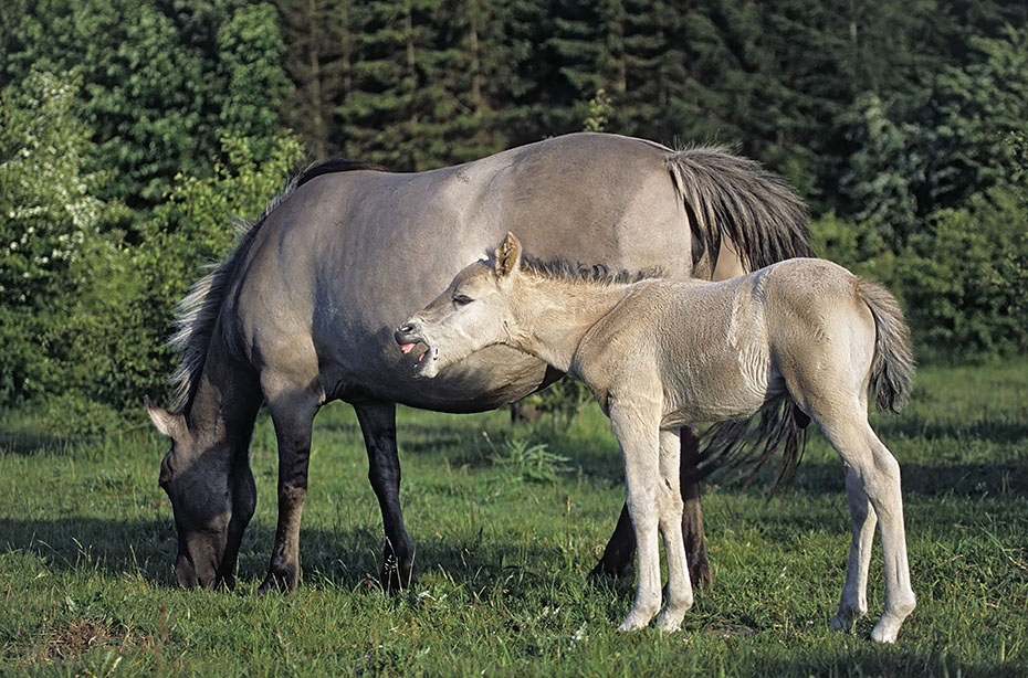 Konik - Hengstfohlen steht wiehernd neben der Stute - (Waldtarpan - Rueckzuechtung), Equus ferus caballus - Equus ferus ferus, Heck Horse colt stands next to the mare and neighs  - (Tarpan - breeding back)