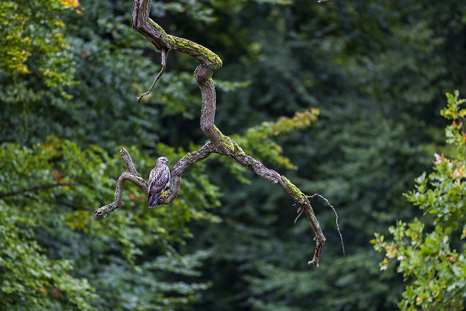 Maeusebussarde erreichen eine Koerperlaenge von 51 - 57 cm  -  (Foto Maeusebussard auf einem Eichenast), Buteo buteo, Common Buzzard has a body length of 51 to 57 cm  -  (European Buzzard - Photo Common Buzzard on an oak tree)