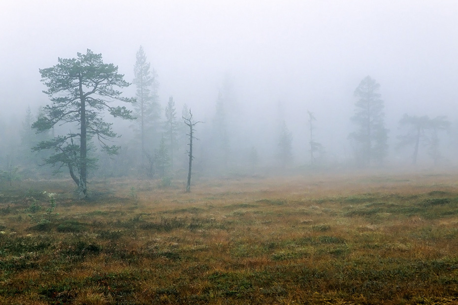 Hochmoor im Nebel mit herbstlich verfaerbten Moorgraesern, Fulufjaellet-Nationalpark  -  Dalarna , Hill moor in fog with moor grass in fall