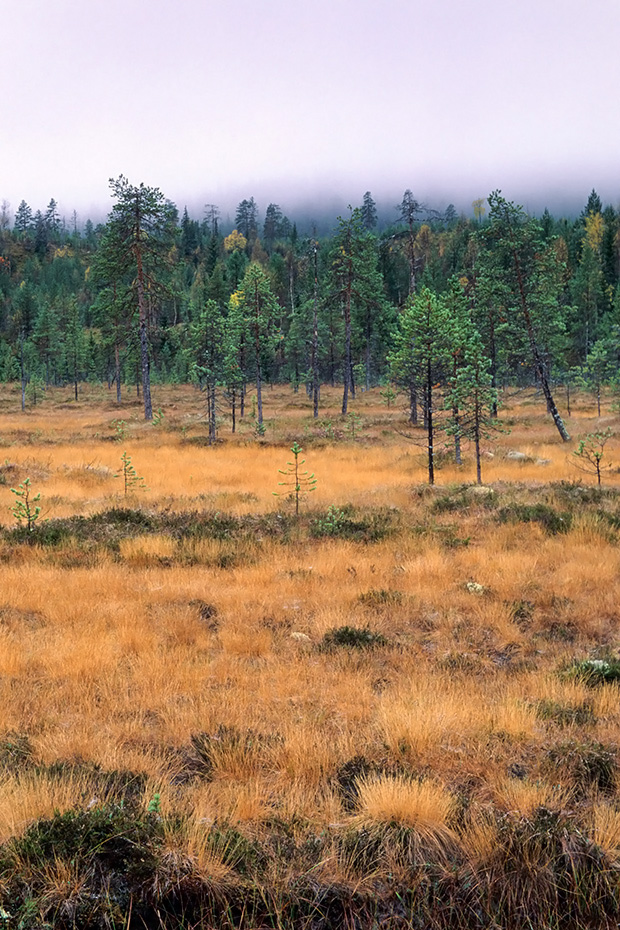 Hochmoor mit herbstlich verfaerbten Moorgraesern, Fulufjaellet-Nationalpark  -  Dalarna, Hill moor with moor grass in fall