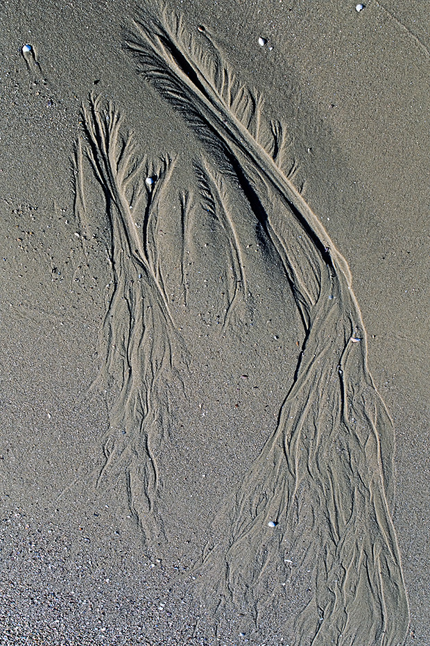 Sandmuster im Wattenmeer, Elbmuendung bei Brunsbuettel  -  Schleswig-Holstein  -  Kreis Steinburg, Sand pattern in the Wadden Sea