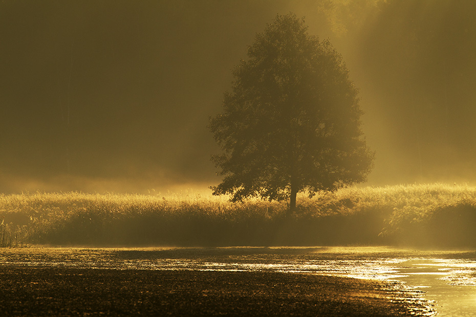 Morgennebel an einem Teichufer, Oberlausitz  -  Ostdeutschland, Early morning fog at pondside