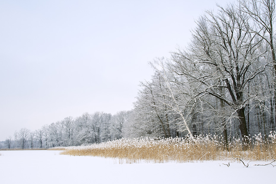 Teichlandschaft mit Schilfguertel im Winter, Oberlausitz  -  Sachsen, Pond landscape with reed belt in winter