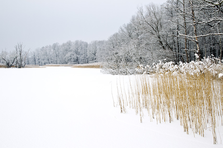Teichlandschaft mit Schilfguertel im Winter, Oberlausitz  -  Sachsen, Pond scenery with reed belt in winter
