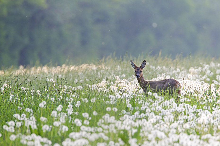 Ricke auf einer Pusteblumenwiese  -  (Europaeisches Reh - Rehwild), Capreolus capreolus  -  Taraxacum officinale, Roe Deer doe browses on a meadow with blowballs  -  (Chevreuil - Western Roe Deer)