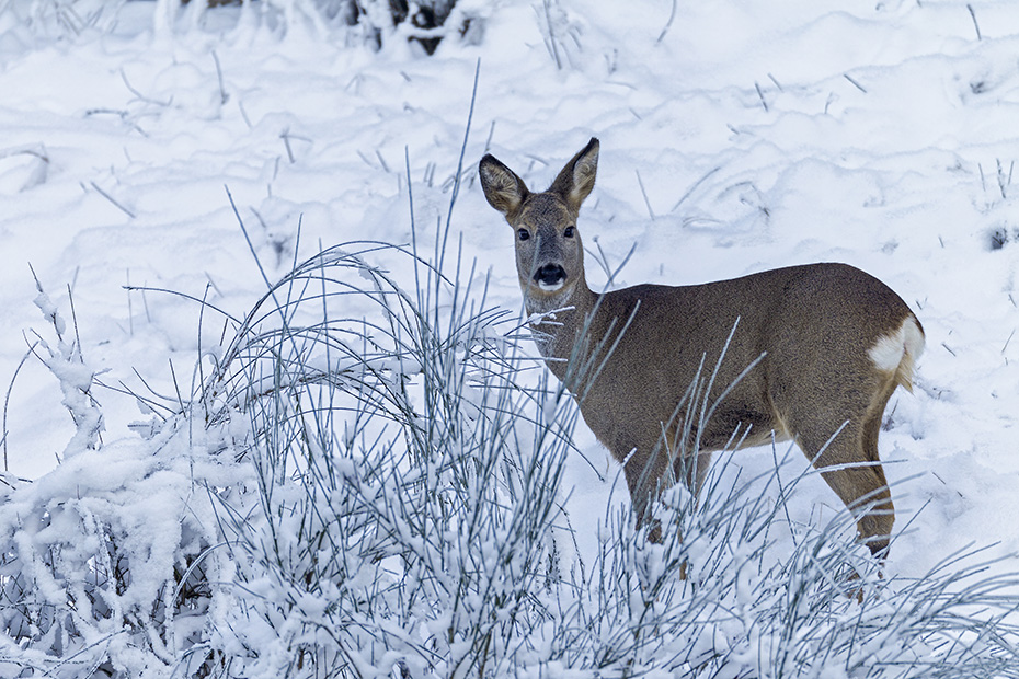 Eine Ricke (Bezeichnung fuer das weibliche Reh) im Winter  -  (Europaeisches Reh - Rehe), Capreolus capreolus, Roe Deer doe in winter  -  (European Roe Deer - Western Roe Deer)