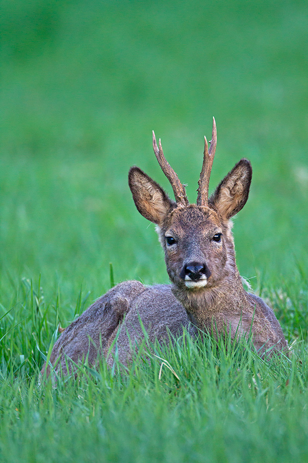 Rehbock im Fellwechsel ruht auf einer Wiese - (Europaeisches Reh - Rehwild), Capreolus capreolus, Roe Deer buck in change of coat rests on a meadow - (European Roe Deer - Western Roe Deer)