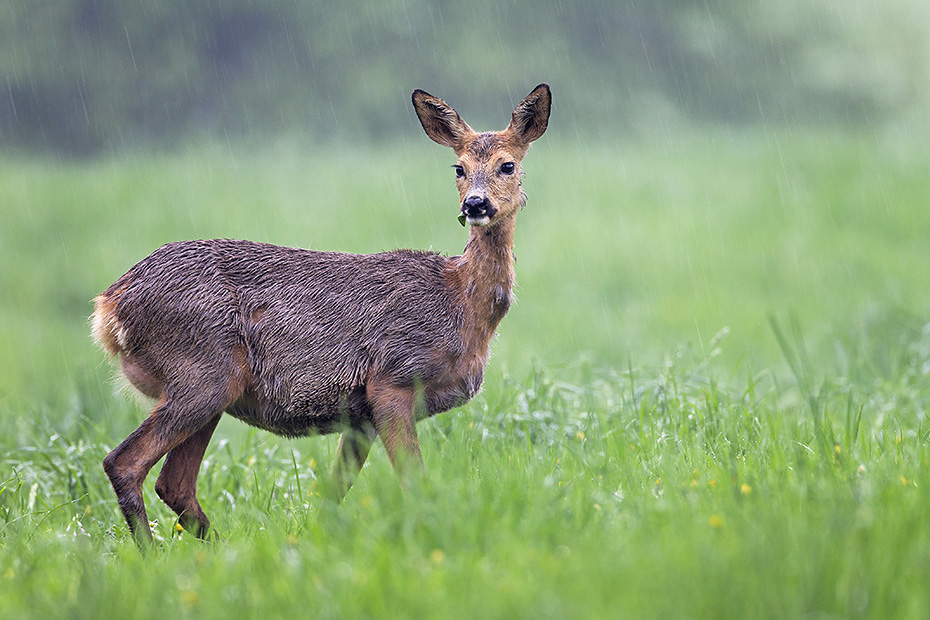 Eine traechtige Ricke im Regen aest auf einer Wiese, Capreolus capreolus, A Roe Deer doe in fawn browses on a meadow
