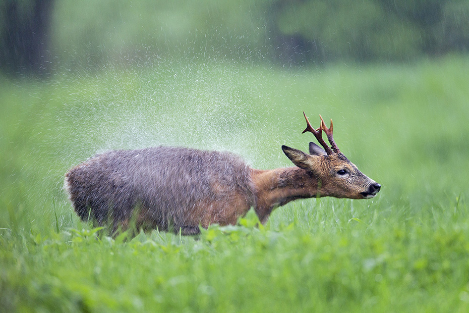 Ein Rehbock steht im stroemenden Regen auf einer Wiese und schuettelt Wasser aus dem Fell, Capreolus capreolus, A Roebuck stands in the rain on a meadow and shakes water out of his fur