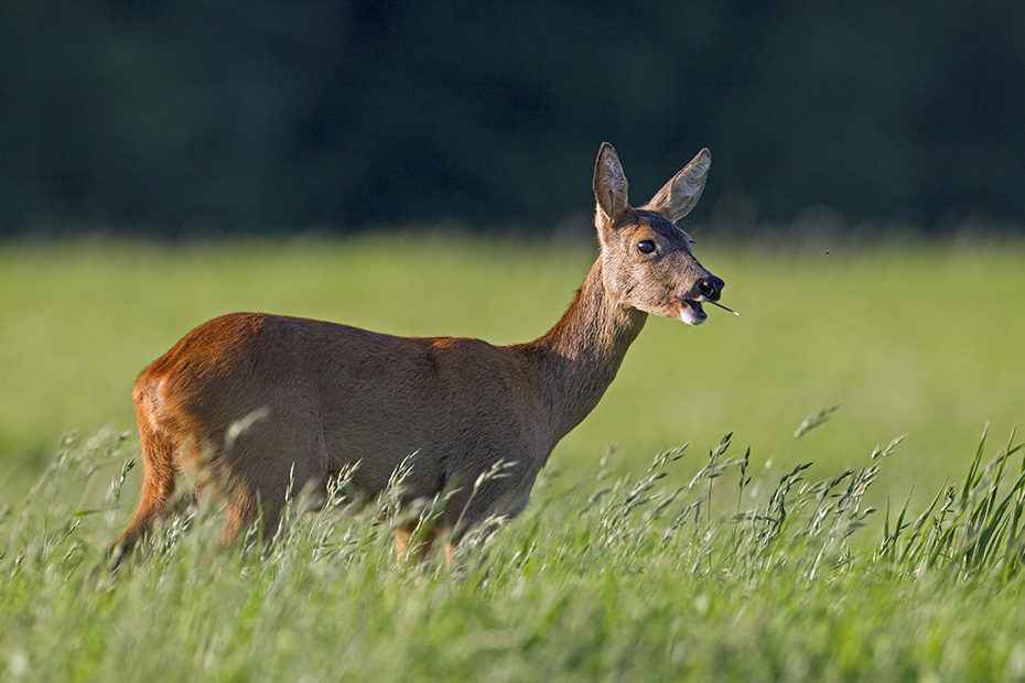 Eine Ricke im Abendlicht auf einer Aesungsflaeche  -  (Europaeisches Reh - Reh), Capreolus capreolus, Roe Deer doe in evening light grazes on a meadow  -  (European Roe Deer - Western Roe Deer)