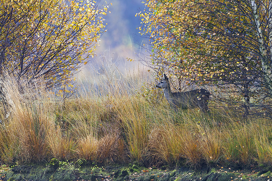 Eine Ricke im Spaetherbst in einem Moor, Capreolus capreolus, A Roe Deer doe in late autumn in a bog