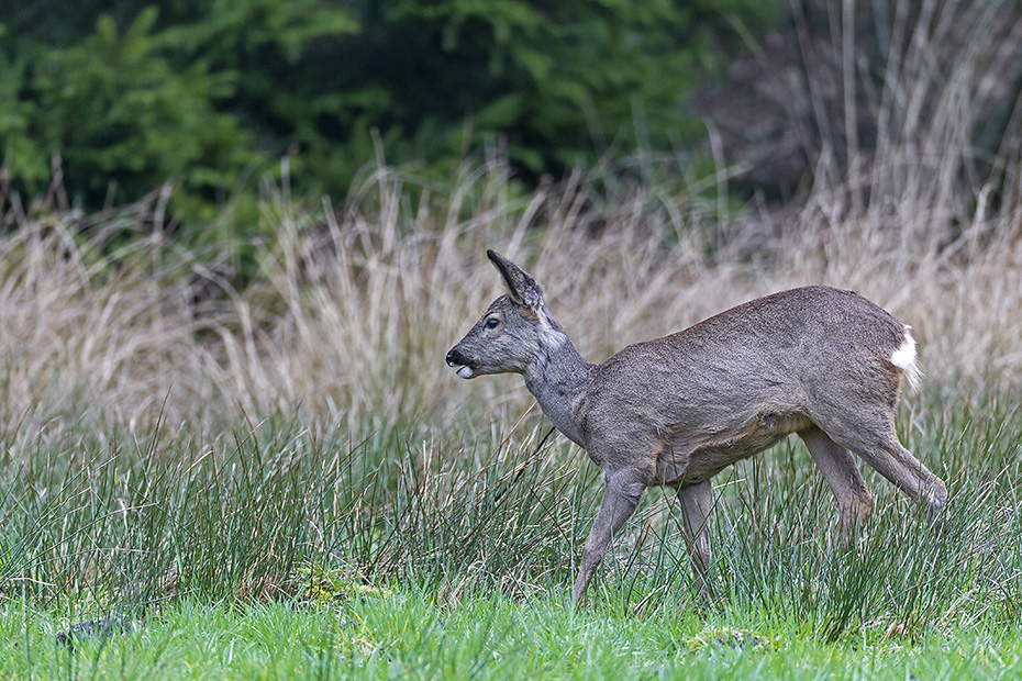 Ricke auf einer Wildwiese am Waldrand, Capreolus capreolus, Roe Deer doe on a game meadow at the edge of a forest