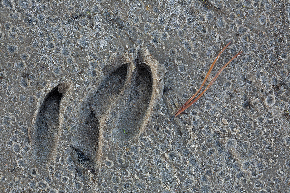 Rehspuren im Duenensand  -  Rehfaehrten im Duenensand, Capreolus capreolus, Roe Deer tracks in dune sand  -  Roe Deer spoor - Roe Deer footprint - Roe Deer trail