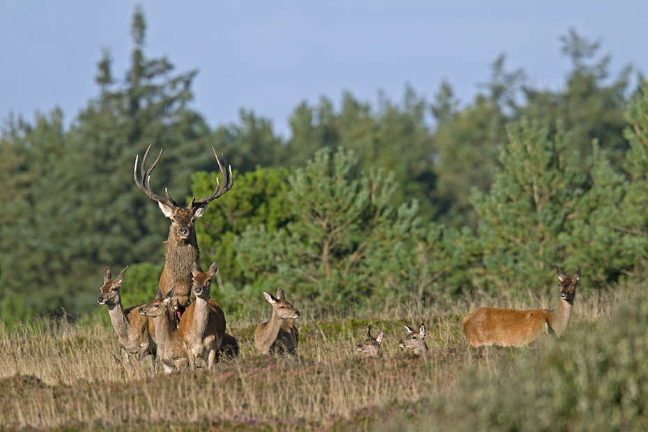 Rothirsche nehmen taeglich 8 - 20 kg Gruennahrung auf  -  (Rotwild - Foto Rothirsch und Rottier bei der Paarung, der sogenannte Hirschsprung), Cervus elaphus, Red Deers eat 8 to 20 kg of green food daily  -  (Photo Red Deers mating)