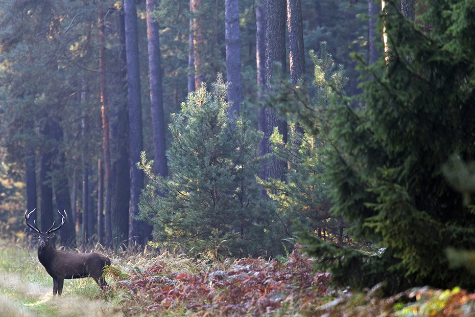 Rothirsche wurden in vielen Laendern, als begehrtes Jagdwild eingefuehrt  -  (Edelwild - Foto Rothirsch auf einer Waldschneise), Cervus elaphus, Red Deer have been naturalized in many countries as a coveted hunting game  -  (Photo Red stag on a forest aisle)