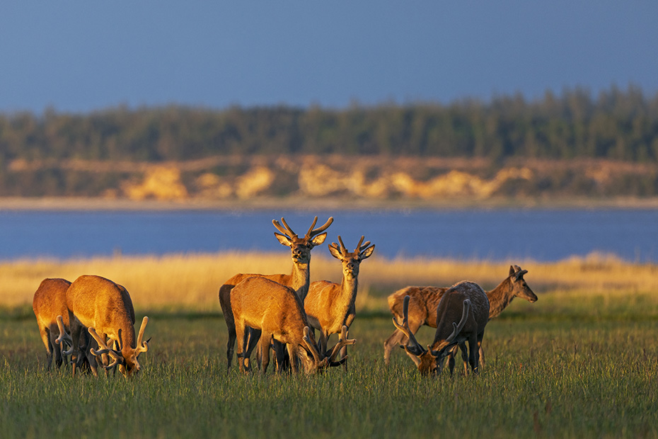 Trotz dieser Idylle bleiben die Rothische immer aufmerksam und halten die Umgebung im Auge, Cervus elaphus, Despite this idyll, the Red Deer stags always remain alert and keep an eye on their surroundings