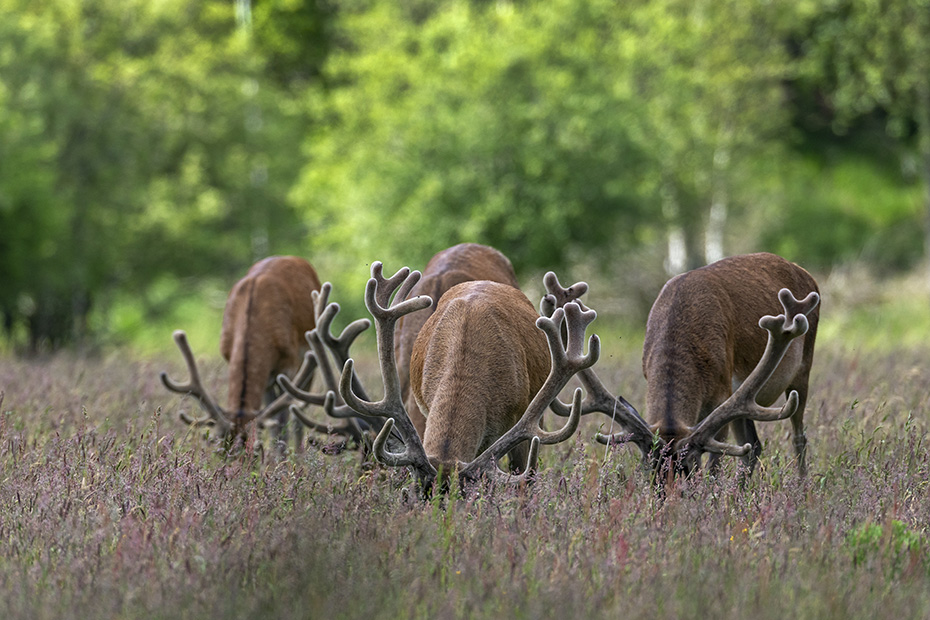 Eine Frontalansicht aesender Rothirsche ist ein imposanter Anblick, Cervus elaphus, A frontal view of browsing Red Deer stags is an impressive sight