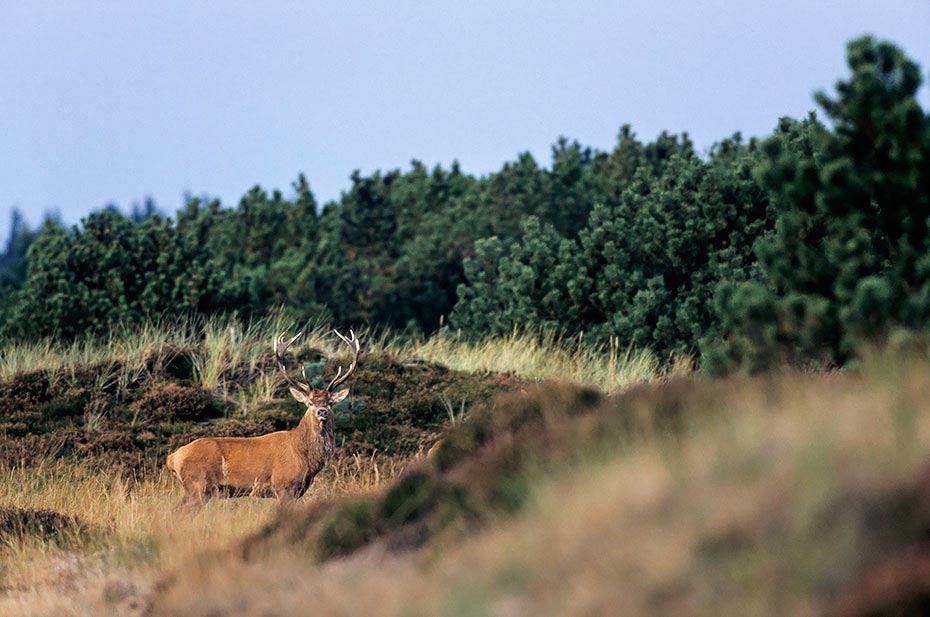 Rothirsch durch verschiedene Verhaltensweisen wird die soziale Rangordnung im Hirschrudel festgelegt - (Foto Rothirsch in einer Duenenlandschaft), Cervus elaphus, Red Deer is one of the largest deer species - (Photo Red Deer stag in the rut)