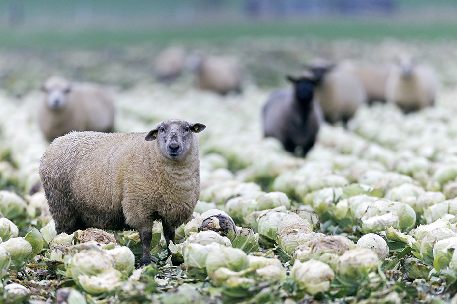 Hausschafe fressen die Kohlkoepfe auf einem nicht geernteten Feld, Ovis gmelini aries, Domestic Sheeps eat cabbage on a not harvested cabbage field