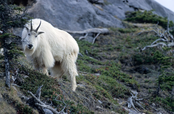 Schneeziegenbock steht in einer Felswand & beobachtet die Umgebung - (Bergziege), Oreamnos americanus, Mountain Goat billie standing in a crag & observing his environment - (Rocky Mountain Goat)