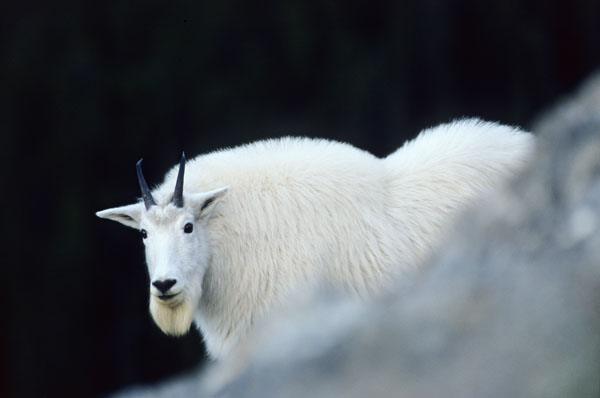 Schneeziege Weibchen steht in einer Felswand - (Bergziege), Oreamnos americanus, Mountain Goat doe standing in a crag - (Rocky Mountain Goat)