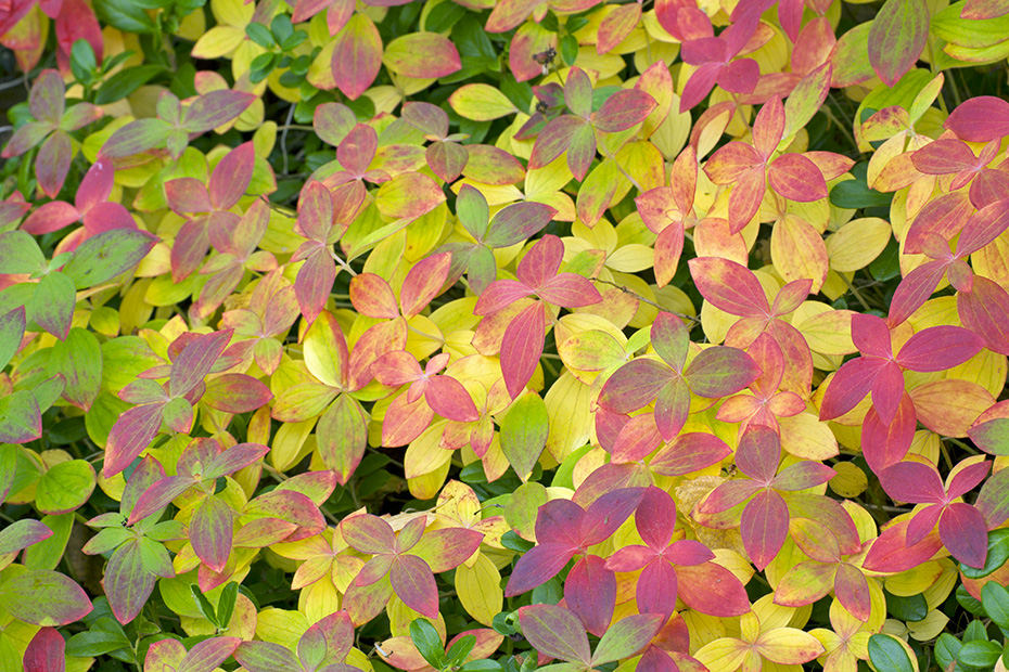 Die Blaetter vom Schwedischen Hartriegel leuchten in den schoensten Herbstfarben, Cornus suecica, The leaves of the Dwarf Cornel shine in the most beautiful autumn colours