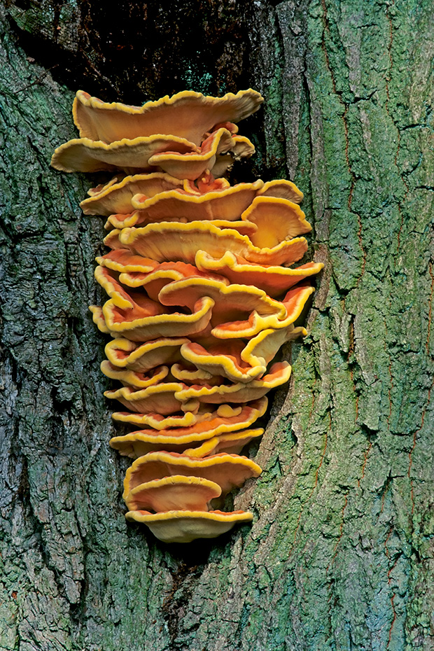 Gemeiner Schwefelporling am Stamm einer Eiche, Laetiporus sulphureus, Sulphur Polypore on the trunk of an oak tree