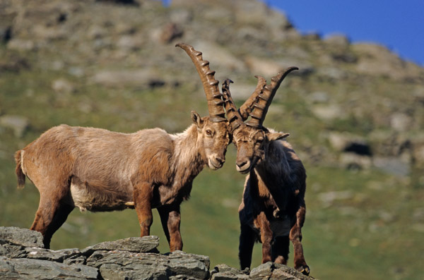 Alpensteinboecke spielen mit ihren Hoernern - (Gemeiner Steinbock), Capra ibex, Alpine Ibex buck locking horns - (Steinbock)