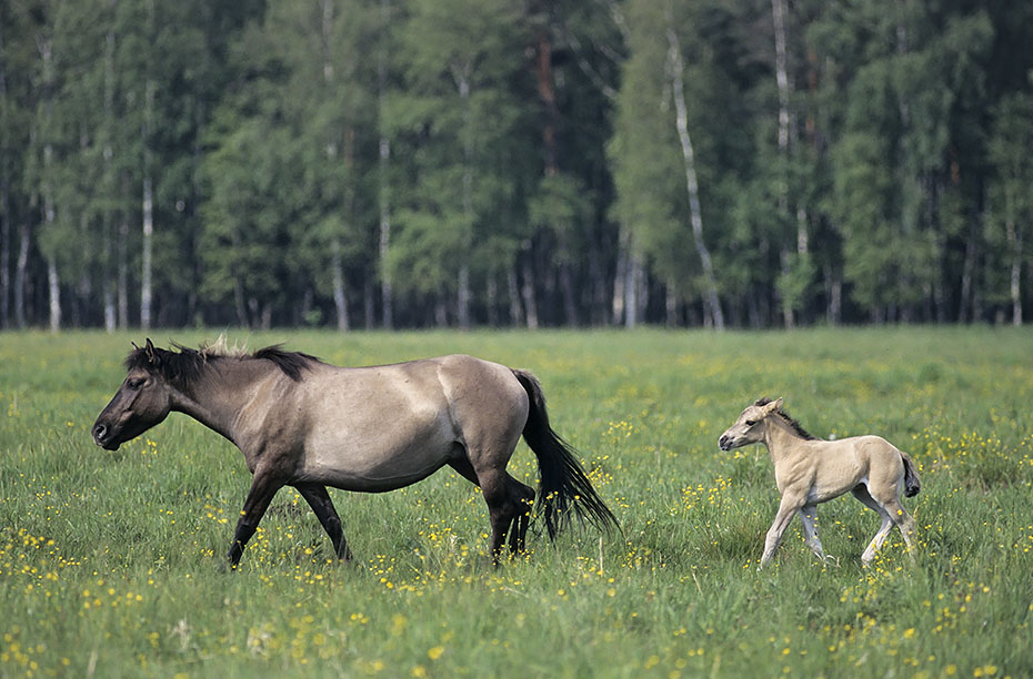 Konik - Stute mit Fohlen auf einer Wiese mit Hahnenfuss - (Waldtarpan - Rueckzuechtung), Equus ferus caballus - Equus ferus ferus, Heck Horse mare with foal on a meadow with Buttercup - (Tarpan - breeding back)