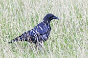 Aaskraehen erreichen eine Fluegelspannweite von 84 - 100 cm  -  (Rabenkraehe - Foto Aaskraehe fluegger Jungvogel), Corvus corone (corone), Carrion Crow has a wingspan of 84 to 100 cm  -  (Gore Crow - Photo Carrion Crow juvenile bird)