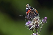 An Red Admiral searches for nectar on a Creeping thistle