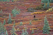 Elch, die Paarungszeit wird in der Fachsprache Brunft oder Brunftzeit genannt  -  (Alaskaelch - Foto Elchschaufler in der herbstlichen Tundra), Alces alces - Alces alces gigas, Moose, the mating season called THE RUT  -  (Alaska Moose - Photo bull Moose in indian summer)