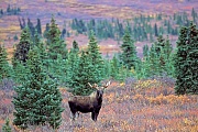Elch, in Alaska und Sibirien koennen die groessten Vertreter dieser Tierart beobachtet werden  -  (Alaska-Elch - Foto Elchbulle im Denali Nationalpark), Alces alces - Alces alces gigas, Moose, the largest subspecies can be found in Alaska and Siberia  -  (Alaskan Moose - Photo bull Moose in Denali National Park)
