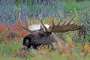Elch, die Gewichte der Elchbullen variieren je nach Vorkommen und Alter zwischen 380 - 700kg, es werden in seltenen Faellen Gewichte von ueber 800kg erreicht  -  (Alaska-Elch - Foto Elchschaufler vor der Brunftzeit), Alces alces - Alces alces gigas, Moose, males normally weigh from 380 to 700kg  -  (Giant Moose - Photo bull Moose resting)