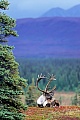 Caribou, the Porcupine Caribou population peaks in 1989 with 178.000 animals  -  (Grants Caribou  -  Photo male Caribou with velvet-covered antlers)