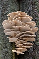 The Oyster Mushroom is an excellent edible mushroom, unfortunately these specimens grow out of reach at 3 m height  -  (Oyster Fungus - Photo Oyster Mushroom on the trunk of a Common Beech)