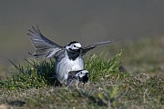 White Wagtail mating