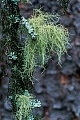 Bartflechten wachsen auf den Aesten von Baeumen, Usnea barbata, Old Mans Beard is a large lichen that forms shaggy-like growths on the branches