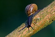 Baumschnecke, das Schneckengehaeuse hat 5 - 5,5 Windungen  -  (Gefleckte Schnirkelschnecke - Foto Baumschnecke auf einem Ast), Arianta arbustorum, Copse Snail, the shell has 5 to 5.5 whorls  -  (Photo Copse Snail on a branch)